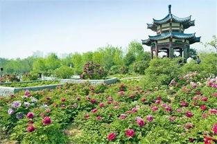 洛阳植物园最新爆料,探秘植物界的“秘境奇观”